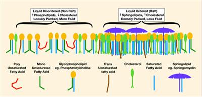 A theoretical model of dietary lipid variance as the origin of primary ciliary dysfunction in preeclampsia